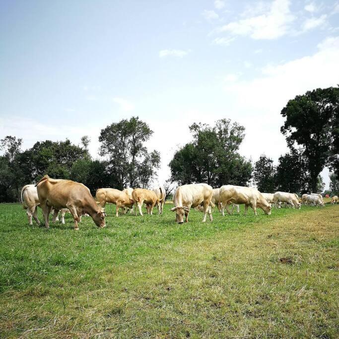 Gite A La Ferme De La Bouriette Ревель Экстерьер фото